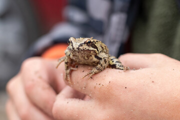 A small frog in the hands of a boy