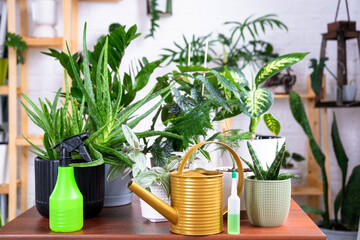 Group of popular indoor plants on the table in the interior: Calathea, aloe, diffenbachia, sansevieria, ficus. Houseplant Growing and caring for indoor plant, green home, irrigation, fertilizers