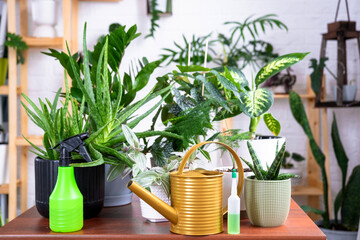 Group of popular indoor plants on the table in the interior: Calathea, aloe, diffenbachia,...