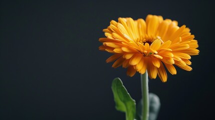 A single orange flower is shown against a black background. Generative AI.