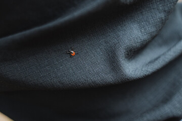 Red tick crawling on clothing, encephalitic insect, protective fabric against insects.