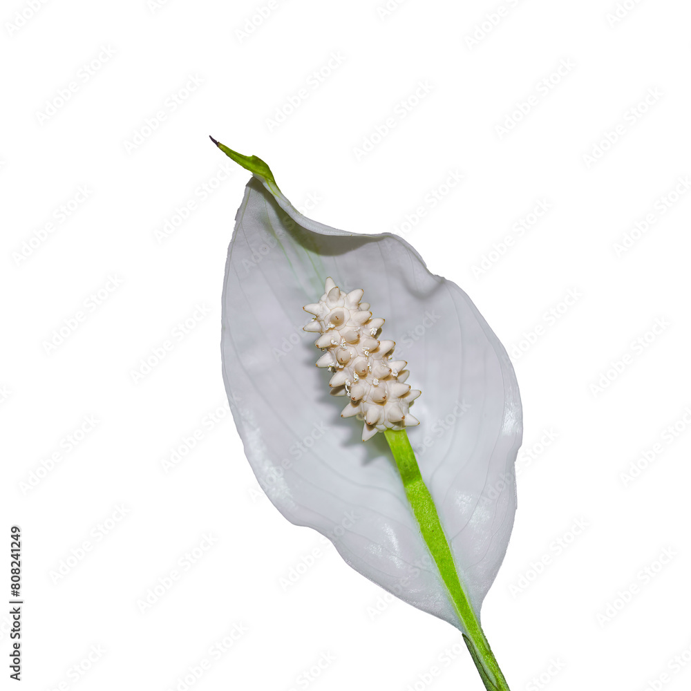 Wall mural white spathiphyllum flower isolate on a white background.