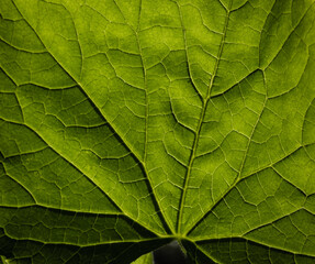 Detailed view of the backside of a cucumber leaf showing all the veins of the leaf, vibrant spring...