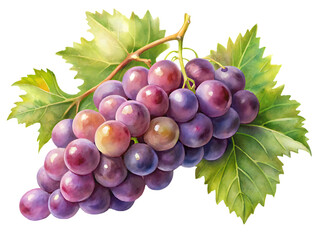 Fototapeta premium grapes on transparent background