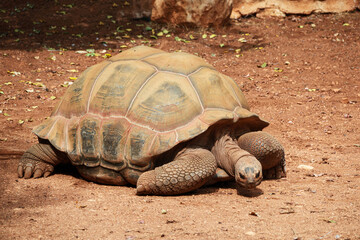 A large turtle. A giant tortoise walks on sandy ground on a sunny day
