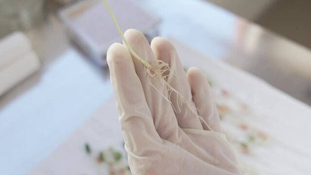 soy crops being analyzed in laboratory