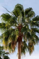 Large palm tree with green leaves close-up