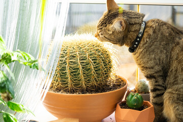 A domestic cat nibbles a cactus, spoils a potted plant on the windowsill. The danger to the pet of...
