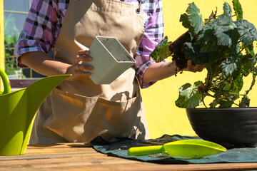 A female florist in an apron transplants outdoor begonia plant for landscaping in the outdoor...