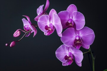 closeup of purple Phalaenopsis orchid flowers on black background