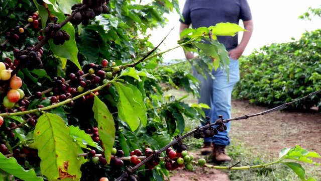 Farmer analyzes the fruits that sprout from coffee trees on a farm in Brazil