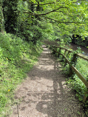 Obraz premium path in the forest