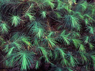 green branches of a pine tree background, short needles of a coniferous tree green background, texture of needles of a Christmas tree closeup, blue pine leaves.