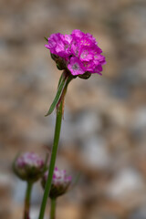 Fototapeta premium Closeup of a single flower of Sea thrift (Armeria maritima 'Splendens') in a garden in early summer