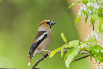 A beautiful male hawfinch sits on a flowering twig.  Coccothraustes coccothraustes