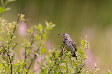 A  Meadow pipit  sits on the green twig.  Anthus pratensis. Wildlife scene from nature.