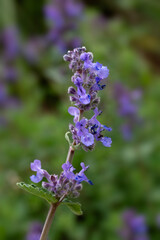 Obraz premium Closeup of flowers of dwarf Catmint (Nepeta racemosa) in a garden in early summer