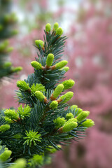 closeup of cones of Abies lasiocarpa var. arizonica 'Compacta' in a garden in early summer