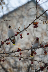 Waxwing