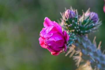 Prickly Pear Cactus with Pink Flower in Ayia Napa coast in Cyprus. 1