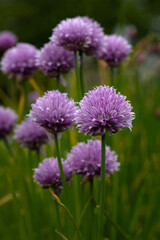 Closeup of flowers of Chives (Allium schoenoprasum) in a herb garden in early summer
