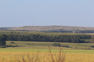 Obraz premium landscape in the forest