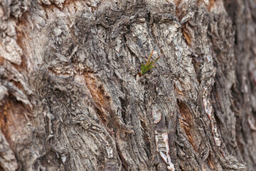 A tree bark's texture with a few young leaves representing regeneration, perseverance and freshness. 