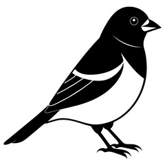 Bullfinch vector silhouette  an white background