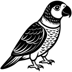 Senegal Parrot vector silhouette 