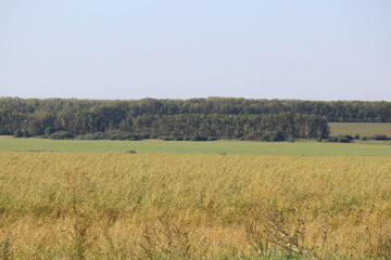 field of wheat