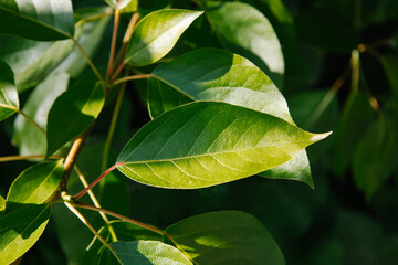 Spring and new life concept. Branch with young leaves of Populus balsamifera. Balsam poplar, bam, eastern balsam-poplar, hackmatack, tacamahac poplar. Bright green leaf of tacamahaca