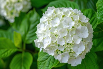 hydrangea flower in white color, with green leaves in the background