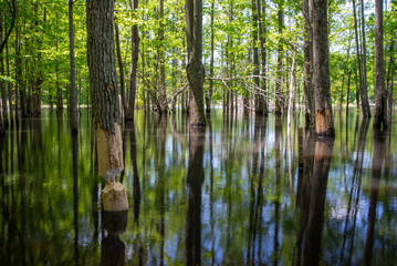 Wetlands Submerged Trees 