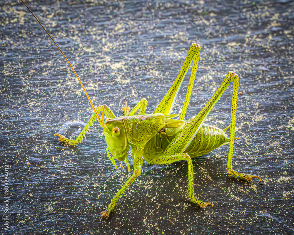 Canvas Prints grasshopper