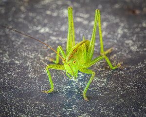 grasshopper