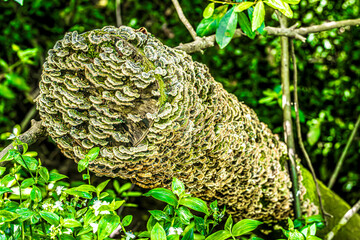 moss on tree