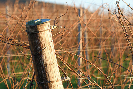Detail of the txakoli vineyard tutors