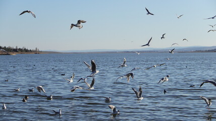 birds cruising on the lake
