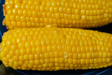 yellow boiled corn with butter on a blue plate detailed viewh