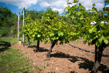 Fototapeta na wymiar A vineyard in a mountain village in Serbia photographed at noon. Rows of vines develop and grow in the afternoon sun.