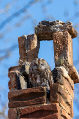 great horned owl in an old chimney