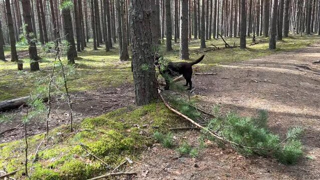 Labrador Retriever dog carries a large long broken branch in its mouth while walking in the woods, filmed in 4k.