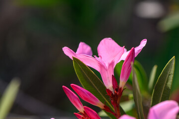 Pink Oleander flower- Nerium oleander. flower background. Red tree blossom. Nerium oleander flowers...