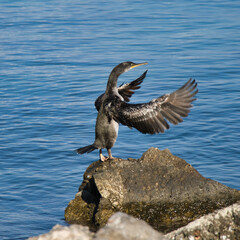 Cormoran de majorque