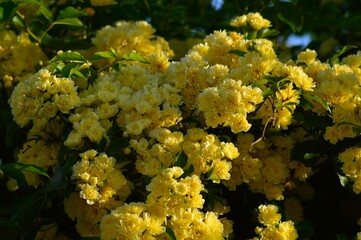 Obraz premium 黄色 モッコウバラ（木香茨、木香薔薇）