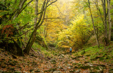 autumn in the forest