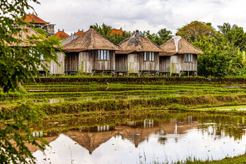 Row of huts in a rice field in Bali, Indonesia with reflections in the irrigation water