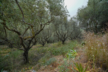 Olives grove in zakynthos