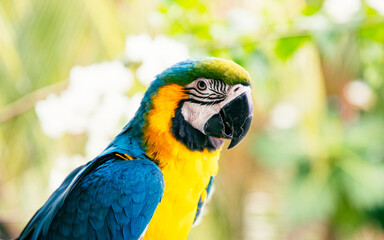 beautiful Blue-and-Yellow Macaw in rainforest