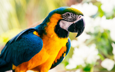 beautiful Blue-and-Yellow Macaw in rainforest